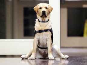 Intervention dog-in-training Shanka at Kingston Police Headquarters on Jan. 14. Shanka will be working for Victim Services of Kingston and Frontenac to assist its clients.