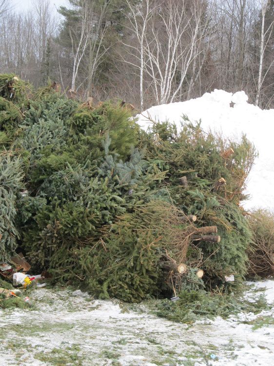 Ottawa Valley Waste Recovery Centre shares real Christmas tree pickup