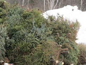 Submitted photo
Christmas trees that are collected curbside in Petawawa, Pembroke and Laurentian Valley are brought to the Ottawa Valley Waste Recovery Centre. Trees are chipped and used in the composting process or sold as landscaping mulch.
