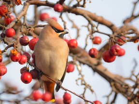 Bohemian waxwing perching in a tree with crabapples. Getty Images