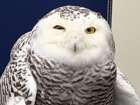The snowy owl that was injured in a single-vehicle crash near Kincardine. SUPPLIED