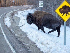 OPP warn of bison in the Highway 64 area.,