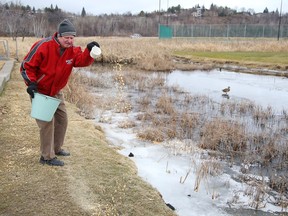 John Klys feeds the ducks at James Jerome Sports Complex on Friday.
