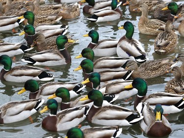 Get your ducks in a row: Hundreds of mallards congregate at Lily Creek near Martindale Road on Tuesday.