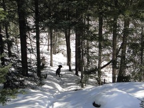 Bandit searches the lonely forest her family.