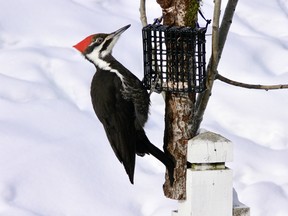 'Feed them, and they will come,' and help you through our cold, restrictive, pandemic winter.