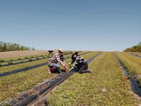 Emily Veldman (left) and Sara Brown plant lavender at The Purple Hollow just north of Walter's Falls in Meaford last summer. The upstart farm was awarded over $7,000 in cash and prizes after placing first in the 12th annual Meaford Dragons event held earlier this month. Veldman hopes to open the farm to the public in August. Photo supplied.