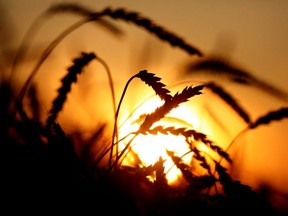 The Manitoba Court of Appeal unanimously decided to green light a motion claiming “misfeasance in public office” regarding the federal government’s sale of the Canadian Wheat Board in 2011.