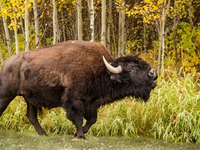 Elk Island National Park is home to two different sub species of bison in different areas of the park. On the north side of the park there are around 500 plains bison and on the south side there are roughly 400 wood bison.  Photo by Parks Canada