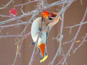 Waxwings don't mind frozen food, as Saren Ward of Sudbury found out while snapping the latest Sudbury Star Outdoors Photo Contest winner on Robinson Drive this past week. Ward wins two Caruso Club gift cards. Please send your contest entries, with a mailing address, to sud.outdoors@sunmedia.ca. To contact the Caruso Club, call 705-675-1357 or email info@carusoclub.ca.