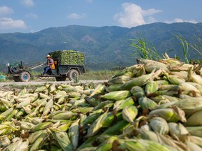 A farmer drives a tractor past discarded ears of corn near the town of Muse last May, as pandemic-related delays at the Myanmar-China border forced farmers to dump their produce. Phyo Maung Maung /AFP via Getty Images