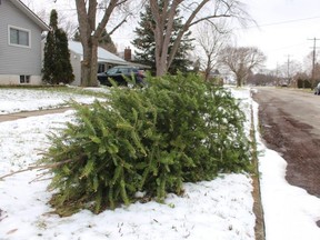 Stony Plain residents can bring their Christmas trees to the Rotary Recycling Centre to have them chipped to use as mulch in community landscaping projects.  File photo