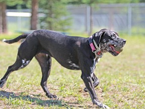 Nola enjoys a game of fetch at the Strathclair off-leash dog park. Prince Township Coun. Michael Matthews wants to establish such a site in his neck of the woods. Sault Star file photo.