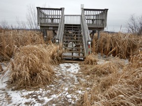 A viewing platform in a wetland.