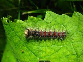 Gypsy moth caterpillars represent the larval stage of an invasive species introduced to North America from Asia in the mid-1800s. Left unchecked, the caterpillars will defoliate forests and ultimately kill the trees they feed on. – MNR photo