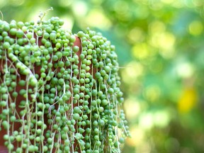 Tropical plants such as String of Pearls have become very popular over the past year, partly because of the COVID-19 restrictions and because a lot more people are working from home, writes gardening expert John DeGroot. Handout