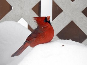 Louise Gaudet of Sudbury kept her camera close on Christmas Day and snapped this photo of a northern cardinal to win the Sudbury Star Outdoors Photo Contest. She wins two Caruso Club gift cards. Please send your contest entries, with a mailing address, to sud.outdoors@sunmedia.ca. To contact the Caruso Club, call 705-675-1357 or email info@carusoclub.ca.