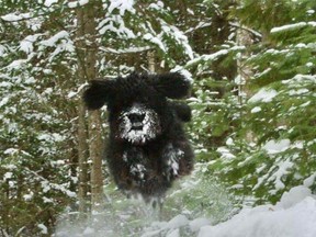 Tough, a 2.5-year-old Schnoodle, enjoyed a wild winter romp recently in Port Elgin.
