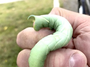This large, green caterpillar spotted is destined to become a luna moth – one of the largest moths found in Northern Ontario. Harold Carmichael/Postmedia Network
