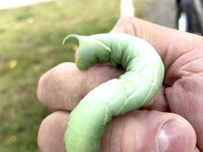 This large, green caterpillar spotted is destined to become a luna moth – one of the largest moths found in Northern Ontario. Harold Carmichael/Postmedia Network