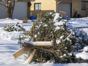 The curbside collection of Christmas trees in Sarnia is scheduled for regular garbage collection days during the week of Jan. 11. File photo/Postmedia Network