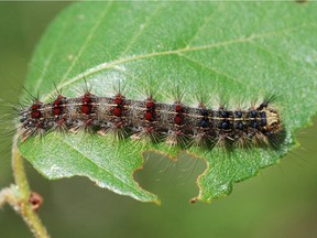 Gypsy moth caterpillars represent the larval stage of an invasive species introduced to North America from Asia in the mid-1800s. Left unchecked, the caterpillars will defoliate forests and ultimately kill the trees they feed on. File photo/Postmedia