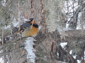 An unexpected Varied Thrush at the
Todd and Karen Giffin farmsite. (Photo by Cal Cuthbert)