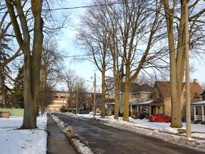 Stratford council voted Monday to spend an additional $150,000 during this year’s Argyle Street reconstruction in an effort to save a handful of large, mature trees – some of which can be seen here. Galen Simmons/The Beacon Herald/Postmedia Network
