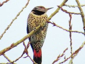 The Northern Flicker is one of the birds that can typically be found during Leduc's Christmas Bird Count. (Supplied)