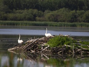 Swans rest on a beaver lodge. The lodges constructed by the large rodents provide habitat for other animals as well. 
Randy Vanderveen, Postmedia