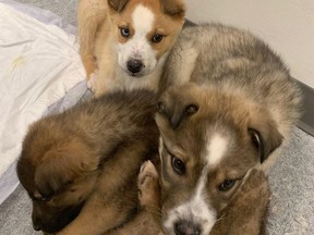 On Thursday, Jan. 14, 2021, Elk Point RCMP located three abandoned puppies along Highway 897 in Frog Lake First Nations. (Supplied photo/RCMP)
