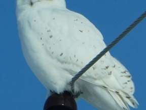 This stoic Snowy Owl  was photographed Jan. 9 the end the 12th Concession, south of Port Elgin.