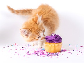 Animal supporters are invited to show off their cupcake-decorating talents for an annual bake-off that raises funds for the SPCA.