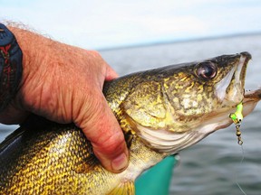 According to the Ministry of Natural Resources and Forestry, the current Lake of the Woods walleye fisheries are not sustainable. PHOTO BY FILE / PHOTO BY POSTMEDIA