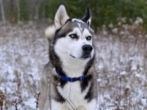 Police are investigating after BoBear, a four-year-old Husky belonging to the Slade family in Ingersoll, was found dead Monday. (Facebook)