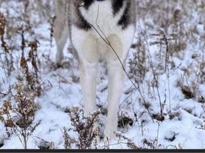 Police are investigating after BoBear, a husky belonging to the Slade family in Ingersoll, was found dead Monday evening not far from the trail where he went missing. (Facebook)