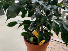 Fungus gnats can be a problem for those with indoor plants, such as this tropical plant, but gardening specialist John DeGroot has some answers. John DeGroot photo