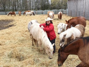 Terry Jenkins, owner of TJ Stables, located on the outskirts of Chatham, was humbled and encouraged by the financial donations received from the community to help keep her horses fed and cared for during the COVID-19 pandemic. Now she's also pleased that the Ontario government has come forward with funding to help the province's horse industry. File photo/Postmedia