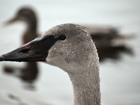 Sydney Morgan is the latest winner of the Sudbury Star Outdoors Photo Contest. Morgan wins two Caruso Club gift cards. Please send your contest entries to sud.outdoors@sunmedia.ca, with a home mailing address so we can send you your prizes. To contact the Caruso Club, call 705-675-1357 or email info@carusoclub.ca.