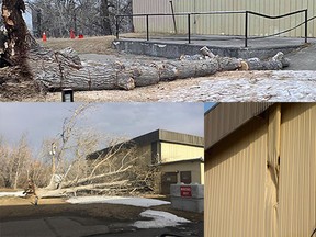 Wind speeds up to 93 km/h caused a tree to uproot and collidge with a Town-owned structure on January 13.