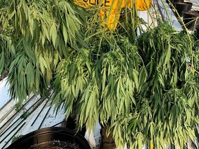 An unidentified police officer carried marijuana plants. Chatham-Kent police have seized more than $7.3 million in marijuana from a greenhouse facility east of Chatham, making it the largest drug seizure in the history of the police service. Chatham Kent Police Service photo