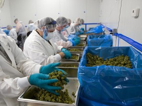 WeedMD employees process cannabis at the company's Strathroy facility. File photo/Postmedia Network