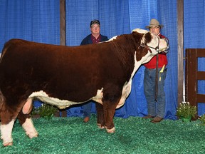 Adrian Ocolisan, owner of Sandy Ridge Livestock in West Lorne, right, and herdsman David Dawson, left, are shown with a polled Hereford bull named Fort Worth at a farm show. Sandy Ridge is selling the genetics of its purebred polled Hereford cattle to places like Australia, Norway and Denmark. (Handout/Postmedia Network)