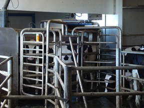 A robotic dairy cow milker. (supplied photo)