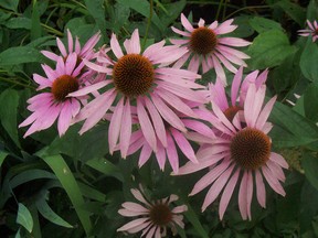Echinacea! Is it effective for the common cold and what does research say? (Ted Meseyton)