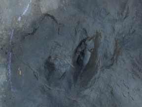 A mysterious two-toed track made 71 million years ago by an unknown dinosaur, west of Grande Prairie.