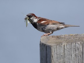 A house sparrow eats a damselfly at Crystal Lake Park in Grande Prairie, Alta. on Sunday, July 5, 2020.  Peter Shokeir/Daily Herald-Tribune