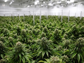 On Feb. 23, Strathcona County council will discuss the options and any implications of removing cannabis production facilities as a discretionary use from the Agriculture: General District within the Land Use Bylaw (LUB). BLAIR GABLE/REUTERS/File