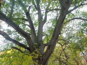 A Burr oak in a Sarnia-area woodlot. John DeGroot photo