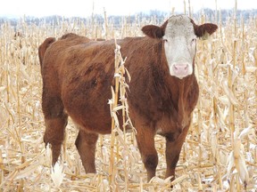 Cattle can be seen gazing in hay fields. (supplied photo)